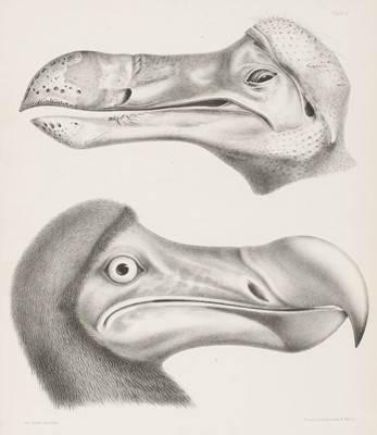 Lot 145 - Strickland (Hugh Edwin, and Alexander Gordon Melville). The Dodo and its Kindred, 1st edition, 1848