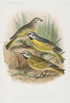 Lot 121 - Hatcher (John Bell). Reports of the Princeton Expeditions, Ornithology, volumes 1-2, 1903-1927
