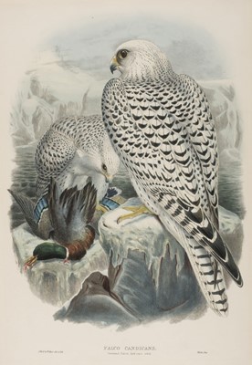 Lot 113 - Gould (John, 1804-1881). Falco Candicans. Greenland Falcon..., 1862-63