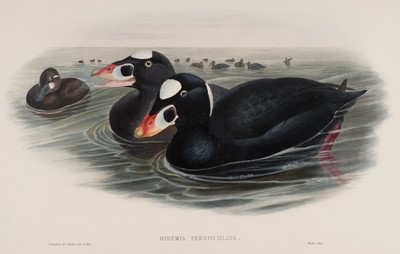Lot 114 - Gould (John, 1804-1881). Oidemia Perspiceillata (Surf Scoter)..., 1862-1873