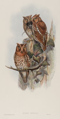 Lot 115 - Gould (John, 1804-1881). Scops Pennata (Indian Scops Owl), 1862