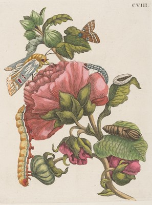 Lot 552 - Merian (Maria Sibylla, 1647-1717). A collection of 34 copper engravings, circa 1750