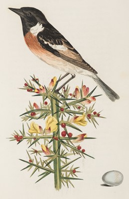 Lot 108 - Cotton (John). The Song Birds of Great Britain, 1st edition, 2nd issue, 1836