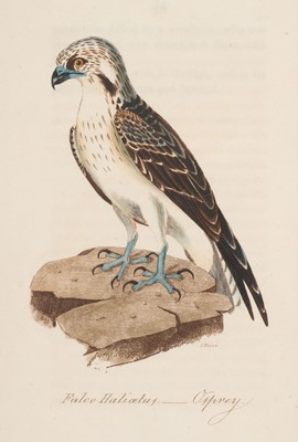 Lot 123 - Hunt (John). British Ornithology; Containing Portraits of all the British Birds, 1815-1822