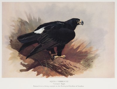 Lot 131 - Meinertzhagen (Colonel R.). Nicoll's Birds of Egypt, 2 volumes, 1st edition, 1930