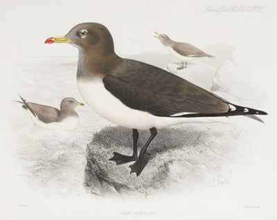 Lot 111 - Finsch (Otto). On a Collection of Birds from North-Eastern Abyssinia, 1870, and another one
