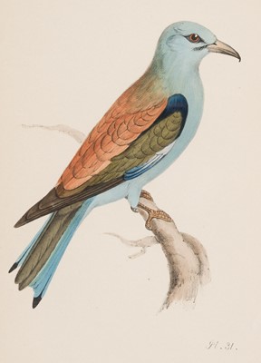 Lot 159 - Meyer (Henry Leonard). Coloured Illustrations of British Birds and their Eggs, 1842-1857