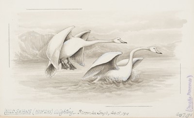Lot 107 - Chapman (Abel, 1851-1929). A group of 27 original bird drawings, c. 1895-1924