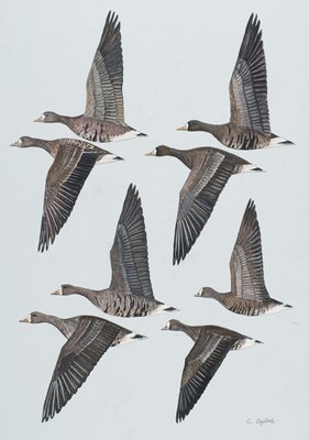 Lot 135 - Ogilvie (Carol). Six original gouache illustrations, plus Francois Levaillant, 1799