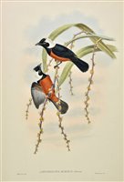 Lot 197 - Gould, John and Hart W.