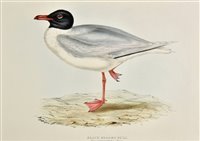 Lot 198 - Gould, J. & E.