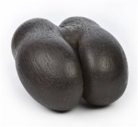 Lot 343 - Coco de Mer.