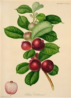 Lot 43 - Horticultural Society of London.