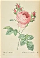 Lot 122 - Redouté (Pierre-Joseph).
