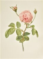 Lot 127 - Willmott, Ellen